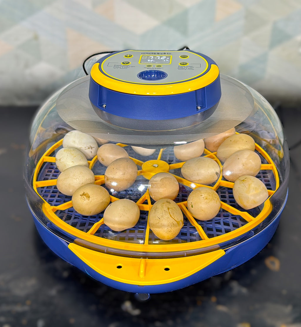 27 Eggs Full Automatic Egg incubator