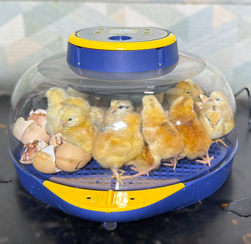 27 Eggs Full Automatic Egg incubator