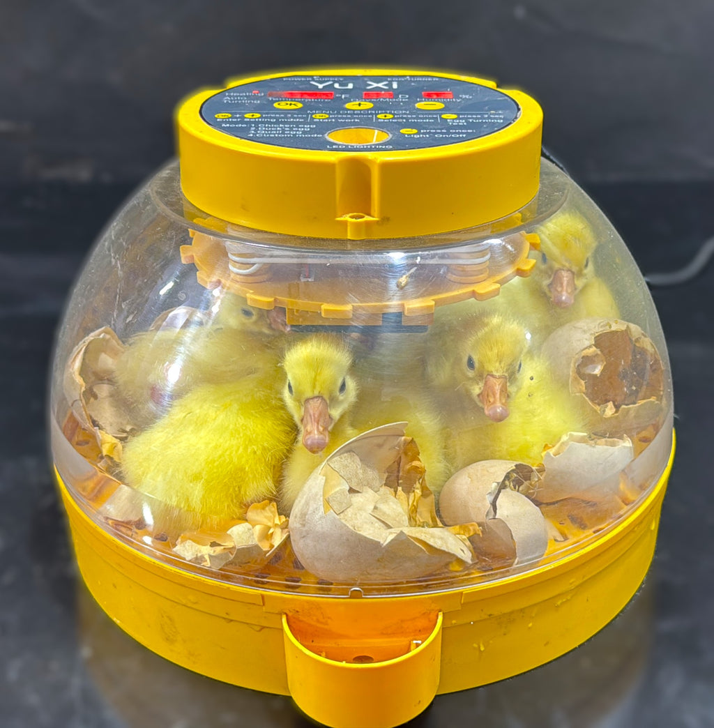 16 Eggs Fully Automatic Egg Incubator