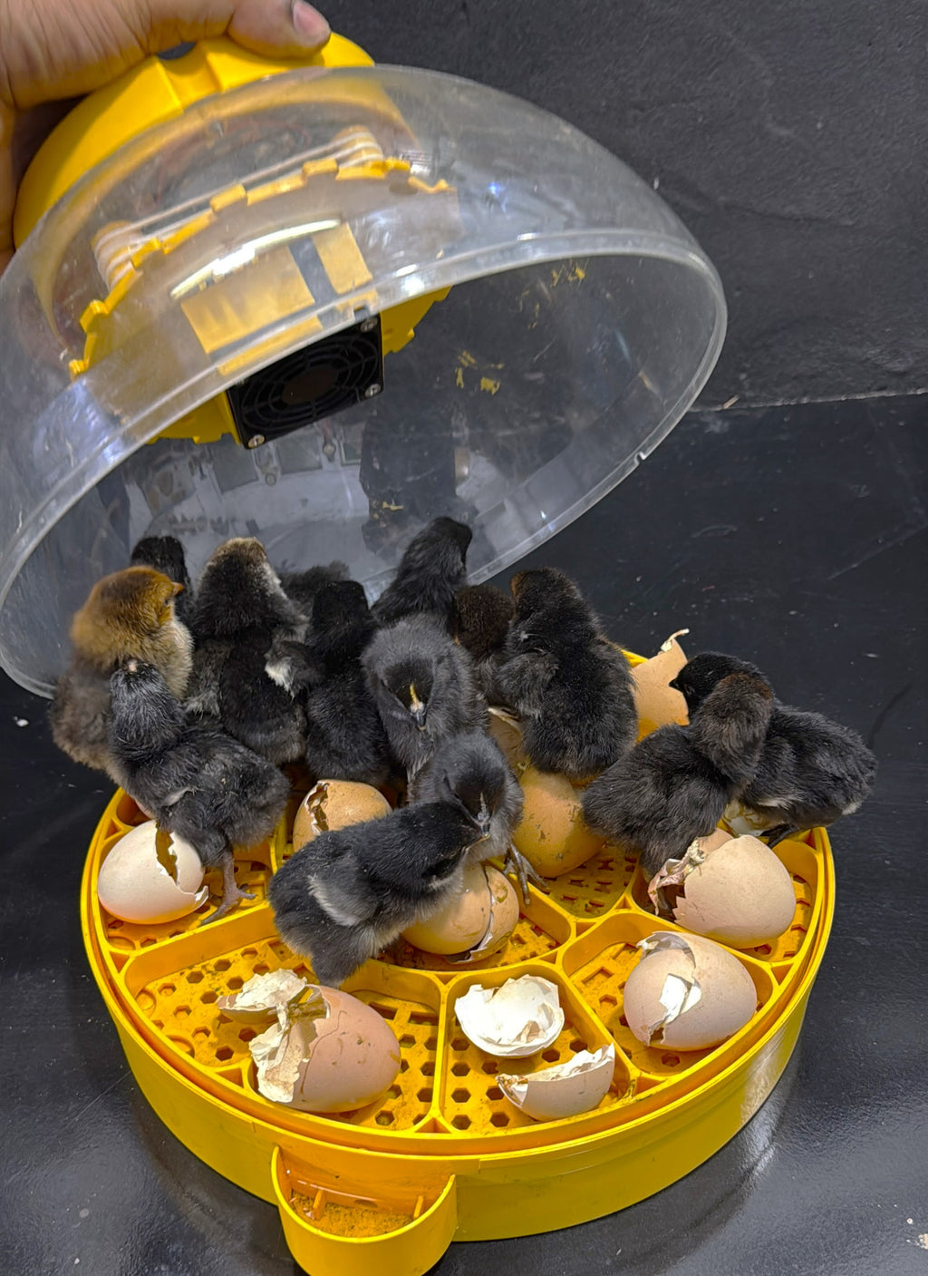 16 Eggs Fully Automatic Egg Incubator