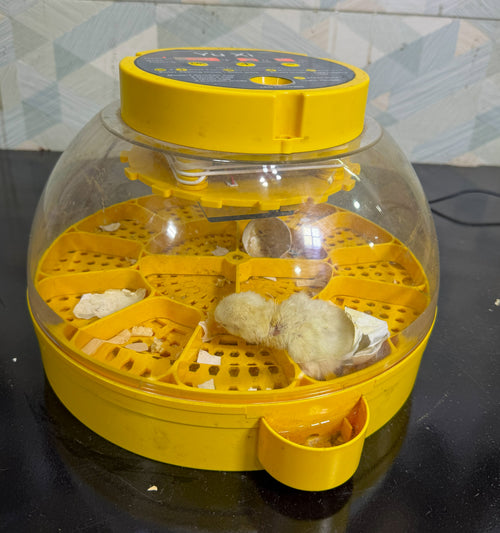 16 Eggs Incubator
