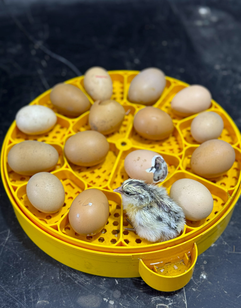 16 Eggs Fully Automatic Egg Incubator