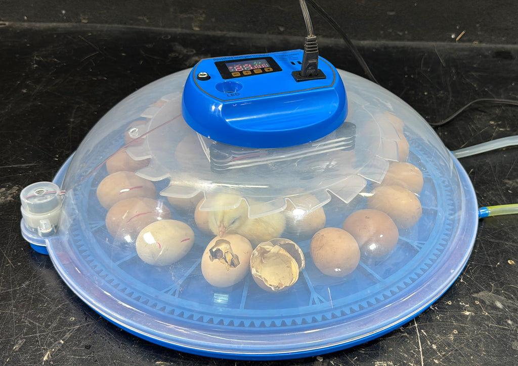 27 Eggs Full Automatic Egg incubator
